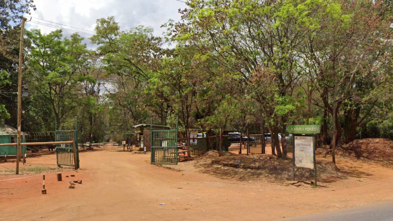 Karura Forest. PHOTO/COURTESY